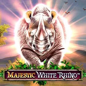 majestic white rhino